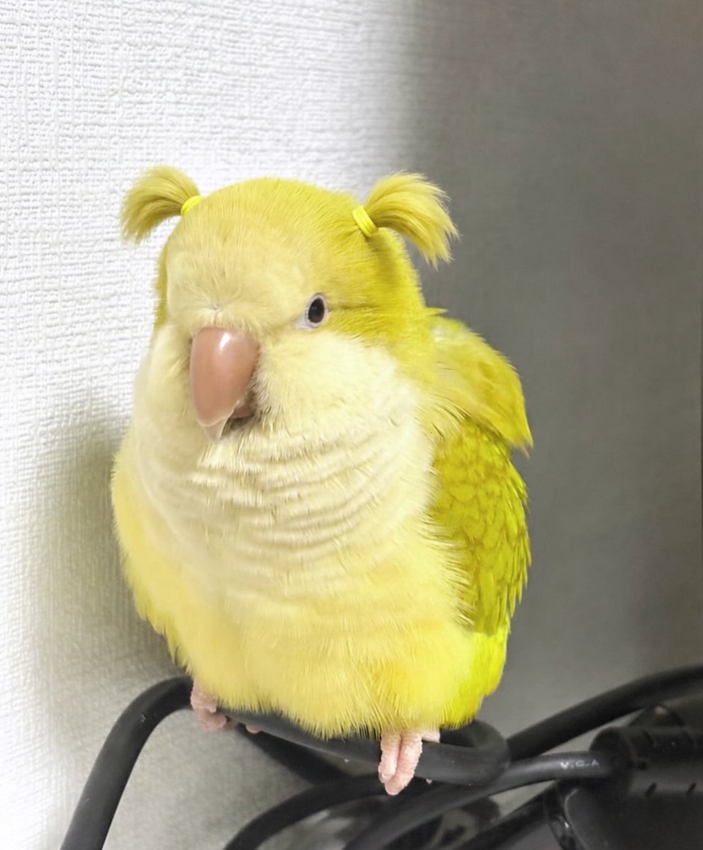 Puppieslover's tweet photo. This is Kiwi the parrot. She just got her hair made and she thinks she’s the main character https://t.co/sM4dDe58s9