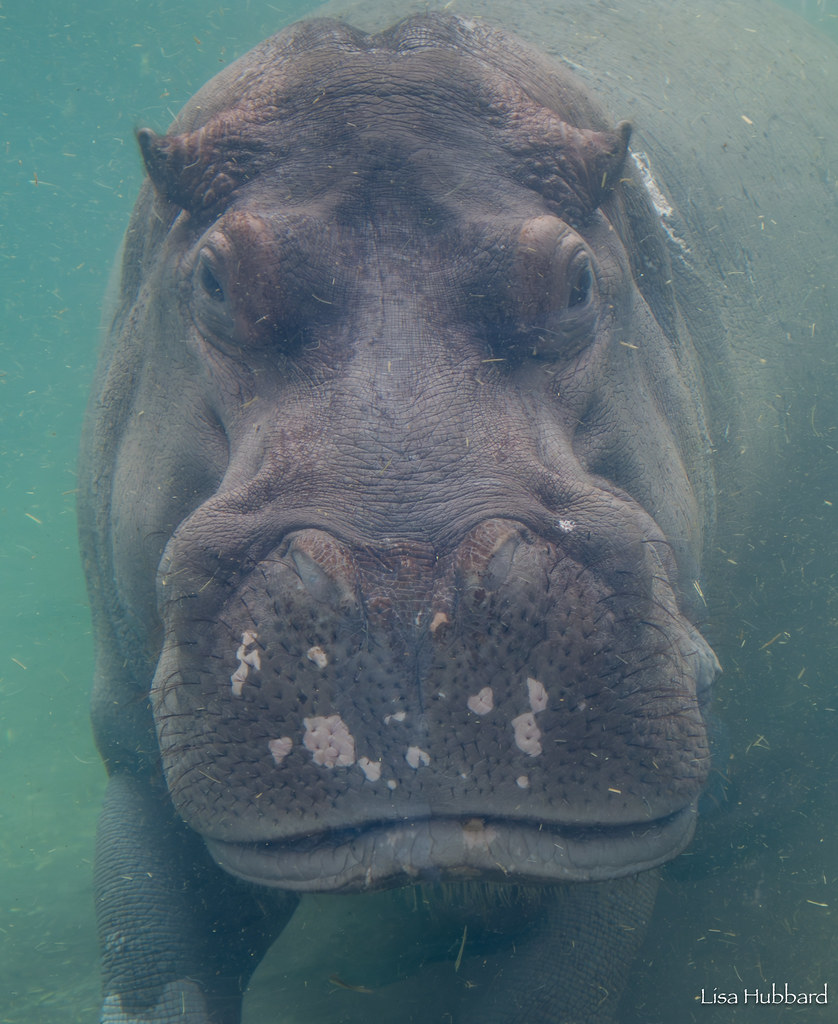CincinnatiZoo's tweet photo. Tucker! Hippos are able to sleep both in and out of the water. They have the unique ability to sleep underwater and surface for air without waking up! https://t.co/EmOk20QPIP