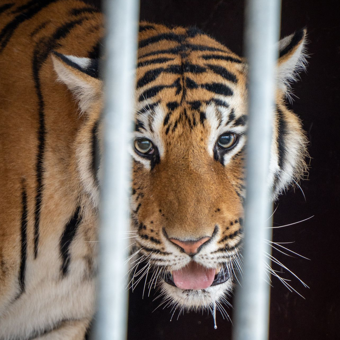 stichting_aap's tweet photo. GROTE REDDINGSACTIE! 🐅
Vandaag redden we 6 tijgers uit de Duitse deelstaat Saksen: moeder Saphira en haar 5 jonge welpen.
Ze leefden in kleine verblijven en werden gebruikt voor entertainment (eerste foto).
Nu onderweg naar onze opvang in Spanje voor ruimte, rust en zorg. 💚🐾 https://t.co/AfPidQqagy