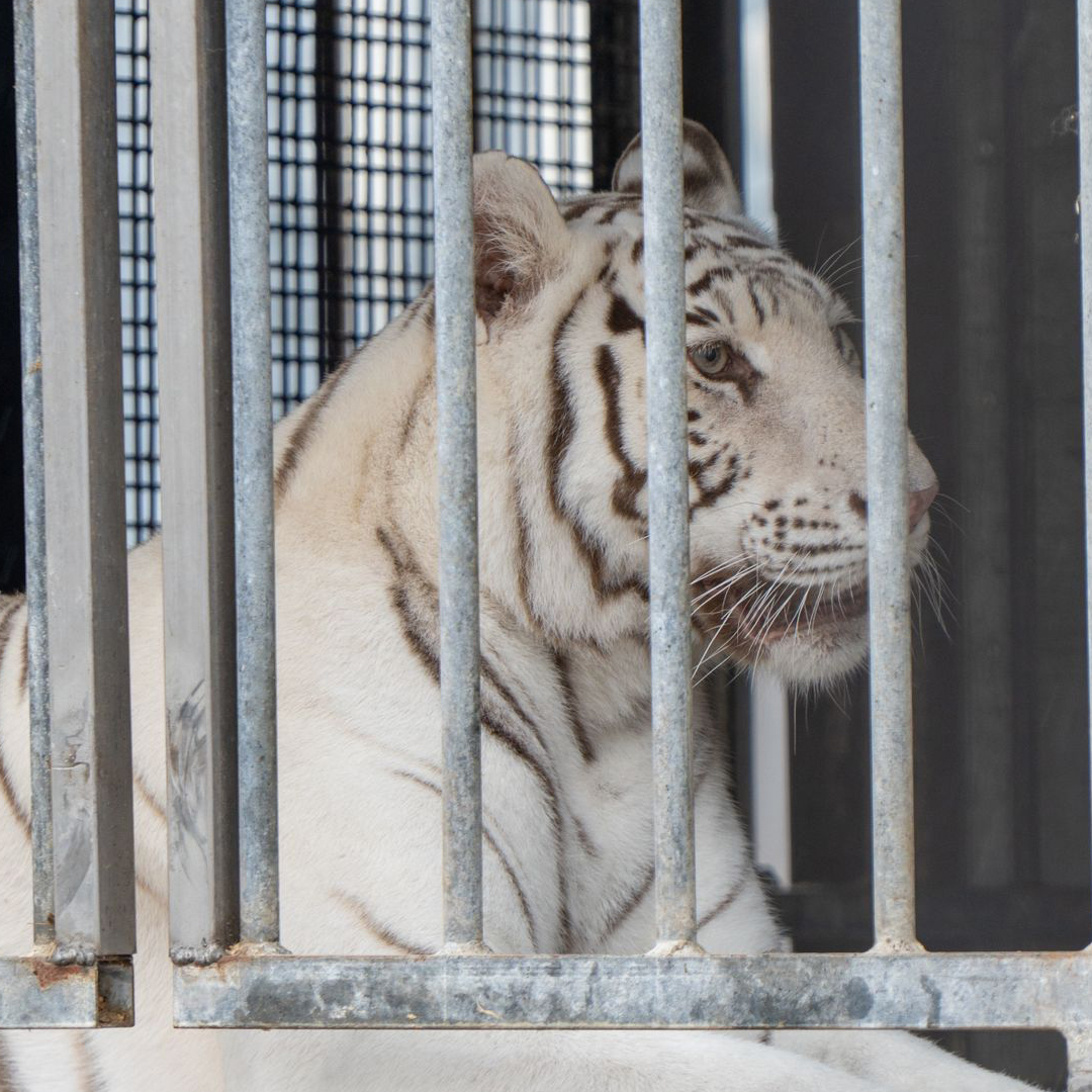 stichting_aap's tweet photo. GROTE REDDINGSACTIE! 🐅
Vandaag redden we 6 tijgers uit de Duitse deelstaat Saksen: moeder Saphira en haar 5 jonge welpen.
Ze leefden in kleine verblijven en werden gebruikt voor entertainment (eerste foto).
Nu onderweg naar onze opvang in Spanje voor ruimte, rust en zorg. 💚🐾 https://t.co/AfPidQqagy