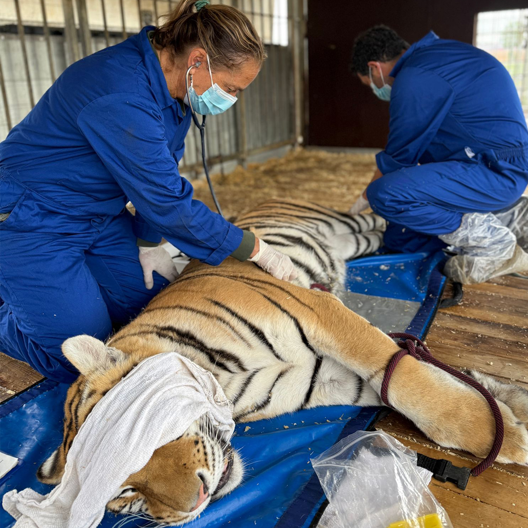 stichting_aap's tweet photo. GROTE REDDINGSACTIE! 🐅
Vandaag redden we 6 tijgers uit de Duitse deelstaat Saksen: moeder Saphira en haar 5 jonge welpen.
Ze leefden in kleine verblijven en werden gebruikt voor entertainment (eerste foto).
Nu onderweg naar onze opvang in Spanje voor ruimte, rust en zorg. 💚🐾 https://t.co/AfPidQqagy