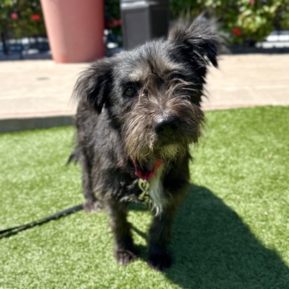 sfspca's tweet photo. Meet Gumbo (2yrs) This sweet Schnauzer mix is settling into city life one treat at a time. Gumbo loves gentle encouragement, cozy naps, and warm laps. If you're looking for a loyal companion with a little spice and a lot of heart, come meet Gumbo! #AdoptDontShop 🐾 https://t.co/7lWWwfLxp9