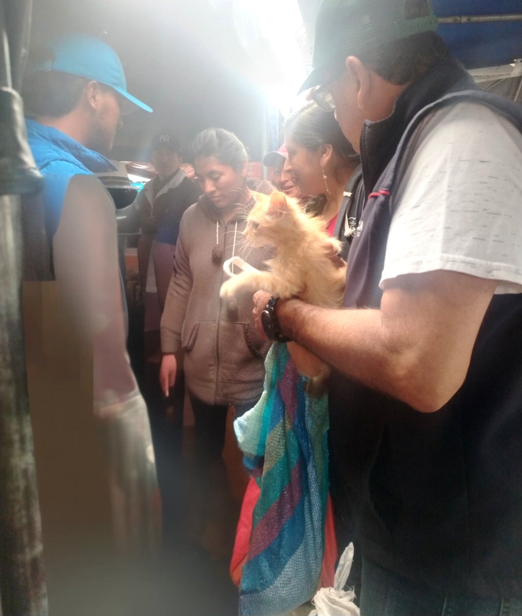 CGACuenca's tweet photo. 🕵️Operativos
🚫 La @CGACuenca través de la #PatrullaCanina y en conjunto con la @GuardiaCuenca decomisaron 15 mascotas que eran comercializadas de forma ilegal en la #FerianLibre.🐕
La venta de animales de compañía está prohibida según laordenanza municipal 🐾
#AdoptaNoCompres https://t.co/Yp1NsSa5vj