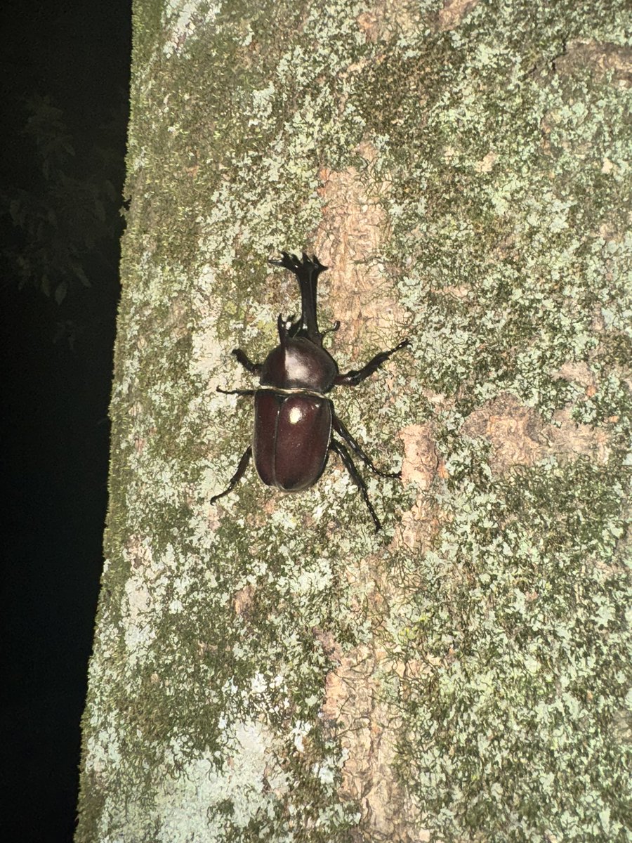 nekusarigami's tweet photo. カブトムシ採り今年もやります https://t.co/VySa3CPKzc
