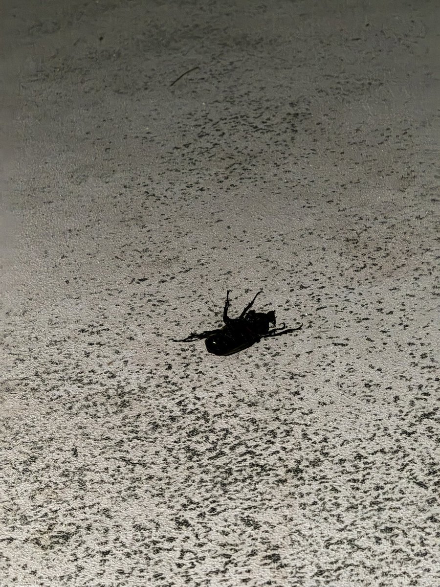nekusarigami's tweet photo. カブトムシ採り今年もやります https://t.co/VySa3CPKzc