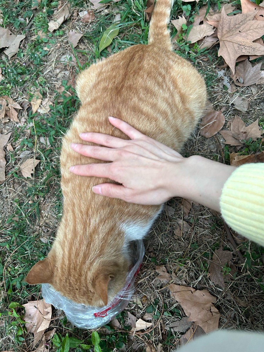 CharlesDelprat's tweet photo. Nothing beats coming home to a wagging tail and a warm purr—pets turn ordinary days into cozy adventures.， https://t.co/VpagiOlQIq