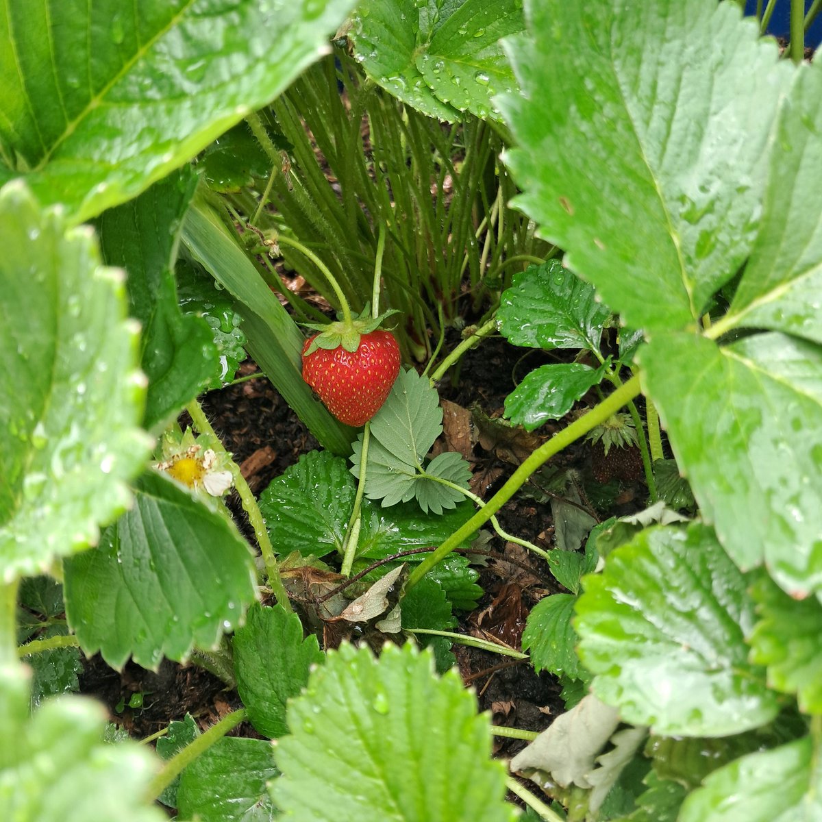 Rory_Donnellan7's tweet photo. The allotment is starting to produce some lovely strawberries https://t.co/sNVIVwAh70