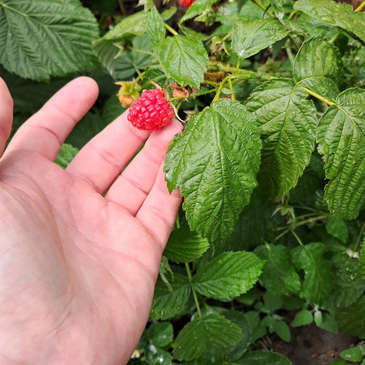 Rory_Donnellan7's tweet photo. And raspberries! Going to make so much good jam with these https://t.co/yYmcYkyaly