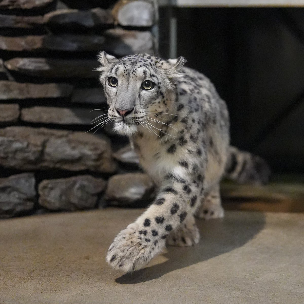 ユキヒョウ