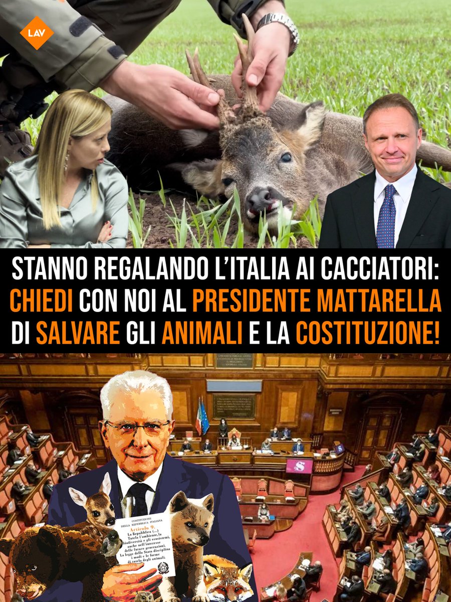LAV_Italia's tweet photo. La maggioranza di Governo sta proseguendo l’iter per approvare al più presto il DDL caccia, ispirato dal Ministro @FrancescoLollo1. Chiediamo al Presidente Mattarella di intervenire e fermare questo orrore! Vai su  https://t.co/SMsEqxdRKE e firma il nostro appello!
#StopCaccia https://t.co/tei3os7hrQ