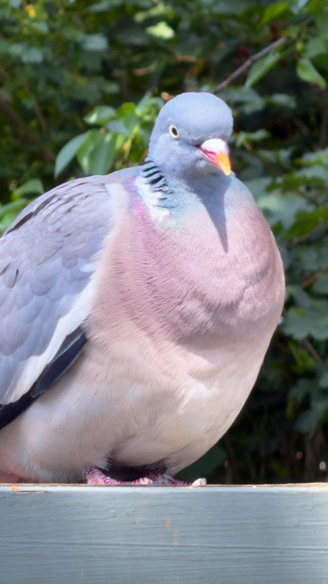 HashanNazmul's tweet photo. He’s not just a pigeon; he’s the CEO of the local park. Show some respect for that immaculate feather game. ✨
#PigeonLife #AbsoluteUnit #BirdWatching https://t.co/kRpTzHjlBX