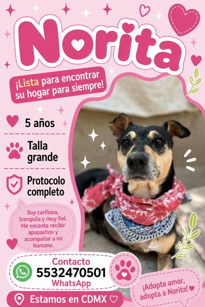 HELA_MORE's tweet photo. Norita lleva un año con nosotros,un año en el que nadie le ha querido dar la oportunidad.💔

Norita es una perrita llena de vida,muy cariñosa y juguetona,le gusta mucho salir de paseo,aunque si hemos notado que se cansa después de un rato.

Dale una oportunidad,estamos en CDMX.
Si no la puedes adoptar,ayúdanos compartiendo.