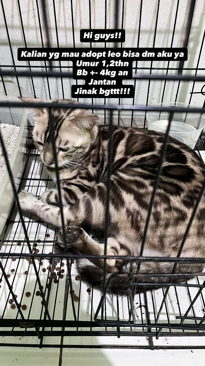 _sweetcupoftea's tweet photo. Yuk yang mau adopsi kucing bengalku
Leo ini pinter dan penurut banget
Kondisi sehal walafiat ya gezz
Udh vaksin 
#tangerang #kucing #adopsi https://t.co/dDxSah5wvA