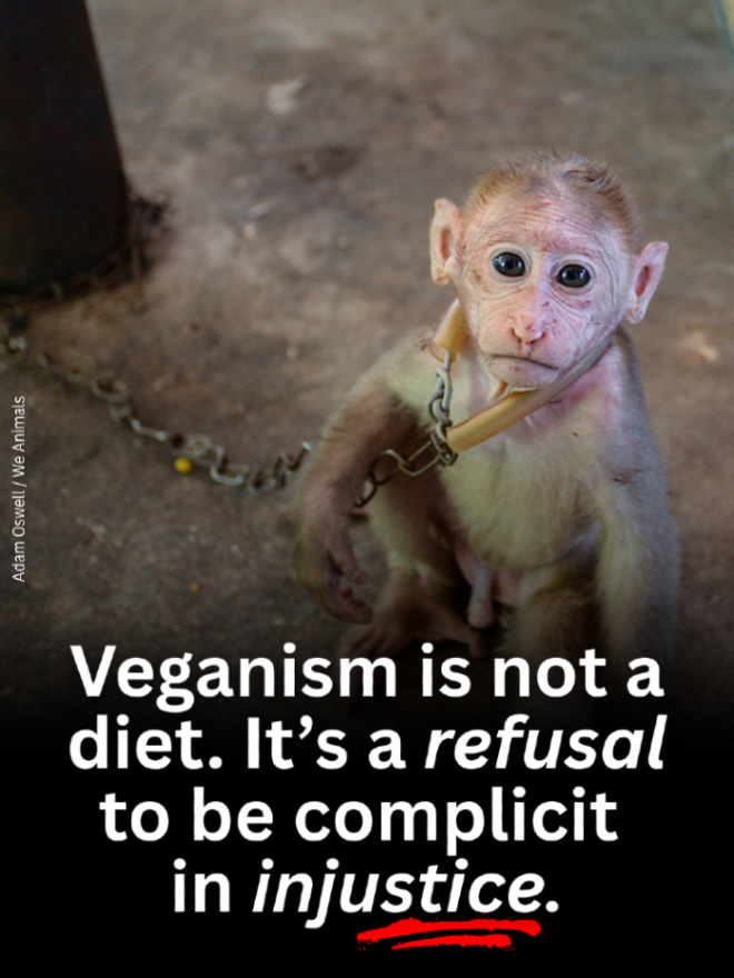 teamveganfta's tweet photo. Calling veganism a diet misses the point entirely. 👀

Food may be the most visible part of veganism, but it's only one expression of a much broader ethical principle. 🌱

Veganism is about rejecting the idea that animals exist for human use - whether for food, clothing, entertainment, or experimentation. 🙅

It's about choosing not to participate in systems that exploit sentient beings. It's about aligning your actions with the belief that animals have intrinsic value and deserve to live free from unnecessary harm. 🙏

📸: adamoswell (IG) | @WeAnimals 

#veganism #veganshare #ethics