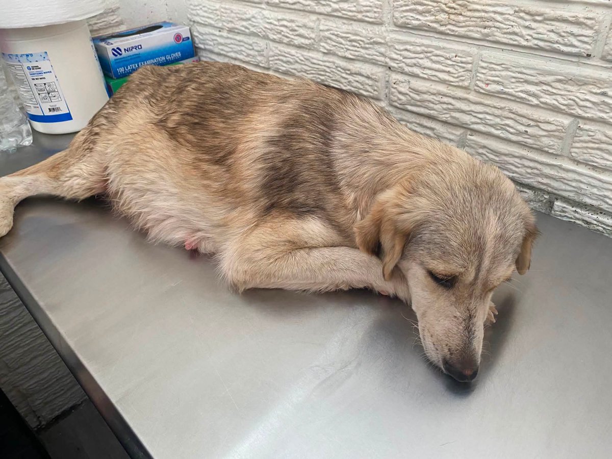 lyssitta's tweet photo. #CasoPropio 
LULY Peluza 🐾

🐾 Hoy es un día muy importante para Luly Peluza. 

Hoy será intervenida quirúrgicamente. En sus exámenes salió positiva a la enfermedad causada por la garrapata (ehrlichiosis), pero gracias a Dios sus plaquetas están en un nivel que permite realizar la cirugía. Además, el ultrasonido confirmó que aún se está a tiempo de proceder 

Les pedimos de todo corazón que nos acompañen con sus oraciones para que todo salga bien. Sabemos que toda cirugía, por pequeña que sea, implica riesgos, y confiamos en que Luly estará en las manos correctas.

Luly Peluza lleva ya 3 días hospitalizada en la veterinaria. Cada día de ingreso tiene un costo de $10, que incluye su alimentación y los cuidados que necesita.

Hasta este momento, gracias a seis personas de enorme corazón, hemos logrado reunir $140. ¡Infinitas gracias por no dejarla sola!🙌

Aún estamos pendientes de cubrir los gastos del ultrasonido que ya se le realizó ; los rayos X, el transporte a San Salvador están pendientes y otros costos veterinarios que siguen sumándose, no sabemos los dias que estara en observación por su recuperacion y chequeo de su fractura 😪

Luly no conoció lo que era estar a salvo. Vivió en la calle, con dolor, hambre y miedo. Hoy, por primera vez, tiene una oportunidad real de ser ayudada. 

Toda ayuda, por pequeña que parezca, hace una gran diferencia para Luly Peluza. 🥹🐾

Dejo nuestras formas para  ayuda 👇🏻
🐱 BRENDA MENDEZ
🐾 Banco Agrícola 
🐾 Cuenta de Ahorro 
🐾 3280504740

🐶 LISSETTE SANCHEZ PALOMO 
🐾 BANCO DAVIVIENDA (EL SALVADOR )
🐾 CUENTA DE AHORRO
🐾 775541628030

Gracias por cada aporte y por compartir su historia. Entre todos le estamos dando la oportunidad de tener una nueva vida. ❤️

Puede escribirme a DM o al WhatsApp 7884 5969