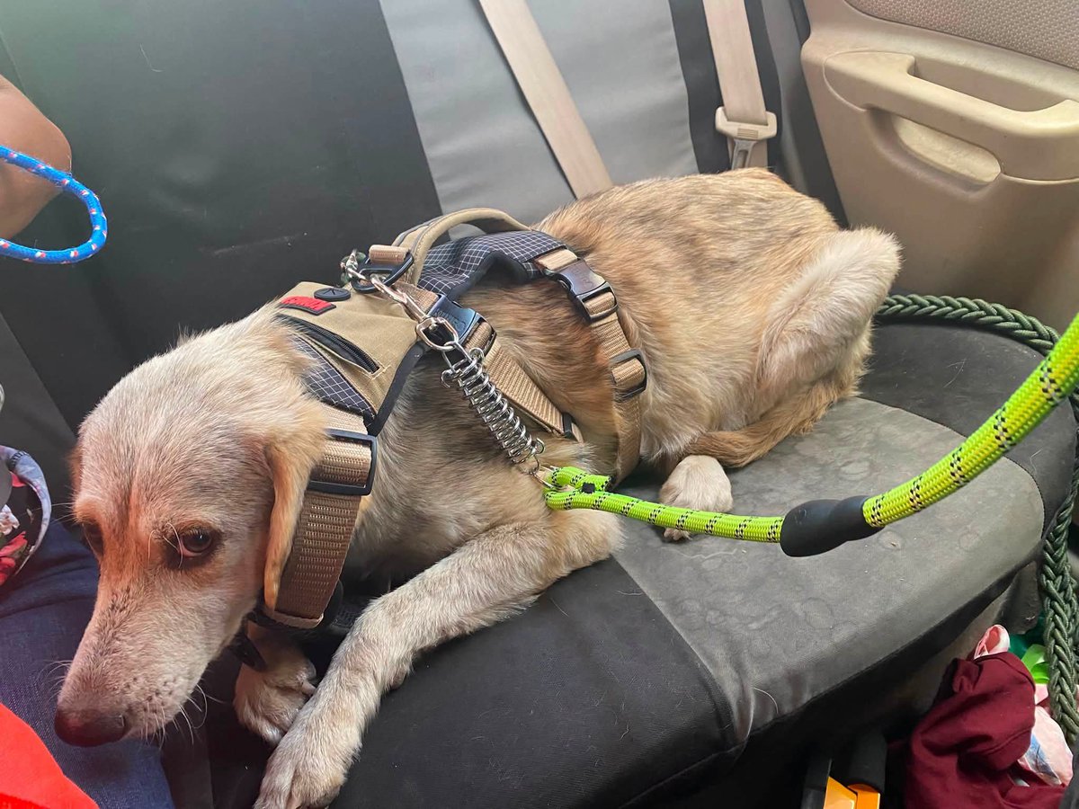 lyssitta's tweet photo. #CasoPropio 
LULY Peluza 🐾

🐾 Hoy es un día muy importante para Luly Peluza. 

Hoy será intervenida quirúrgicamente. En sus exámenes salió positiva a la enfermedad causada por la garrapata (ehrlichiosis), pero gracias a Dios sus plaquetas están en un nivel que permite realizar la cirugía. Además, el ultrasonido confirmó que aún se está a tiempo de proceder 

Les pedimos de todo corazón que nos acompañen con sus oraciones para que todo salga bien. Sabemos que toda cirugía, por pequeña que sea, implica riesgos, y confiamos en que Luly estará en las manos correctas.

Luly Peluza lleva ya 3 días hospitalizada en la veterinaria. Cada día de ingreso tiene un costo de $10, que incluye su alimentación y los cuidados que necesita.

Hasta este momento, gracias a seis personas de enorme corazón, hemos logrado reunir $140. ¡Infinitas gracias por no dejarla sola!🙌

Aún estamos pendientes de cubrir los gastos del ultrasonido que ya se le realizó ; los rayos X, el transporte a San Salvador están pendientes y otros costos veterinarios que siguen sumándose, no sabemos los dias que estara en observación por su recuperacion y chequeo de su fractura 😪

Luly no conoció lo que era estar a salvo. Vivió en la calle, con dolor, hambre y miedo. Hoy, por primera vez, tiene una oportunidad real de ser ayudada. 

Toda ayuda, por pequeña que parezca, hace una gran diferencia para Luly Peluza. 🥹🐾

Dejo nuestras formas para  ayuda 👇🏻
🐱 BRENDA MENDEZ
🐾 Banco Agrícola 
🐾 Cuenta de Ahorro 
🐾 3280504740

🐶 LISSETTE SANCHEZ PALOMO 
🐾 BANCO DAVIVIENDA (EL SALVADOR )
🐾 CUENTA DE AHORRO
🐾 775541628030

Gracias por cada aporte y por compartir su historia. Entre todos le estamos dando la oportunidad de tener una nueva vida. ❤️

Puede escribirme a DM o al WhatsApp 7884 5969