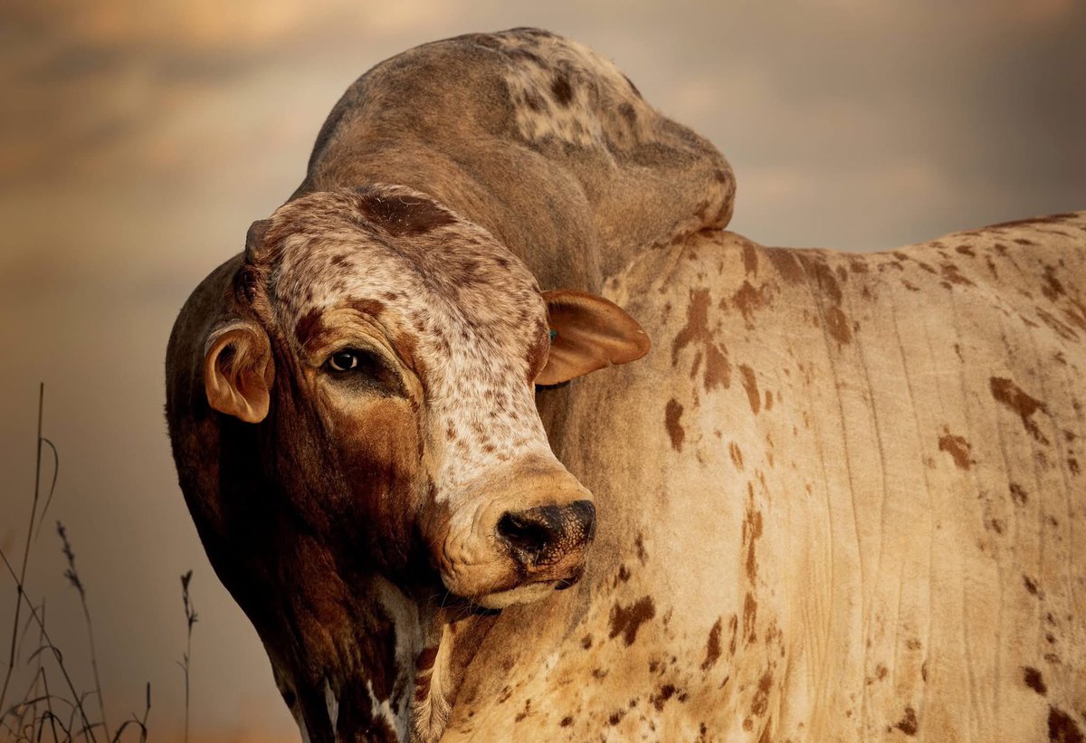 cattleman_sz's tweet photo. Jolopahe Boran Breeders
Stilveld📸
Amazing breed…. Boran❤️🤲🏾 https://t.co/YDOneVlS0g