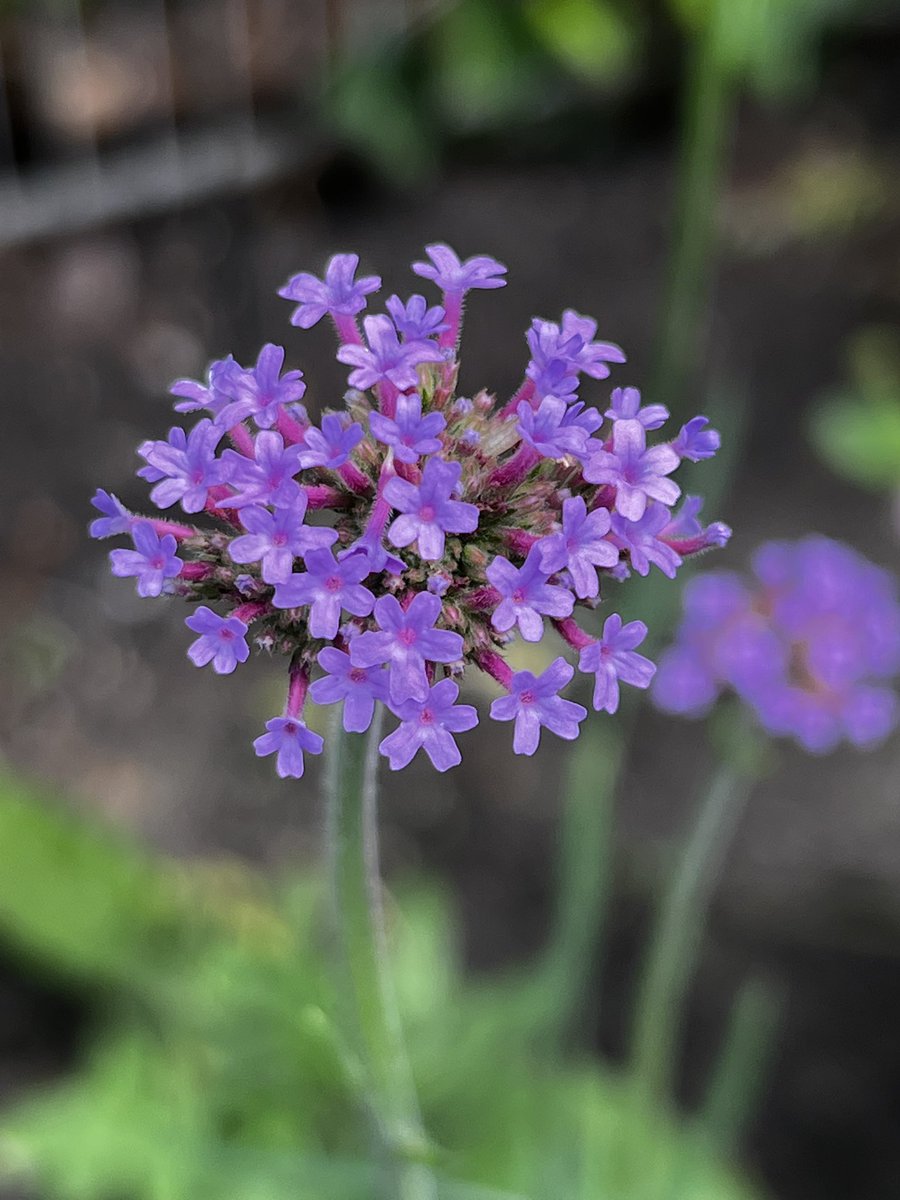 dammiLoh's tweet photo. Es regnet, die Natur braucht das. ⛈️
Die Natur so:
#Hamburg #Sonnenhut #Rose #Limonium #Verbene https://t.co/c8JlhmsBp3