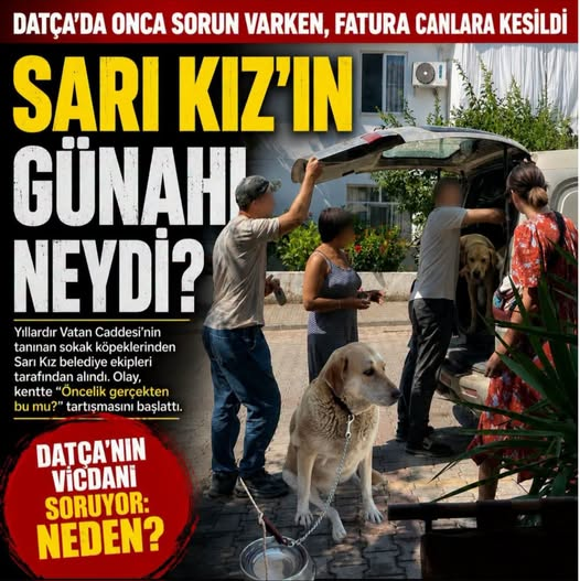 Dede38__'s tweet photo. SARI KIZI DA GÖTÜRDÜLER
Murat Balıkçı  yazmış bu metni.
Şöyle demiş:
"Datça’nın yol sorunu bitmedi.
Çöp sorunu bitmedi.
Plaj sorunu bitmedi.
Ulaşım sorunu bitmedi.
Hastane sorunu bitmedi.
Konut ve kira sorunu bitmedi.
Yönetimle ilgili konuşulan onlarca sorun hâlâ yerinde duruyor…
Ama bugün sıra, yıllardır bu sokakları bizimle paylaşan can dostlarımıza geldi.
Az önce Vatan Caddesi’nde, Datça’nın herkesin tanıdığı Sarı Kız belediye ekipleri tarafından alındı.
Çalışan arkadaşlara tek bir sözüm yok. Onlar görevlerini yapıyor, belli ki bir ihbar geldi ya da verilen emri uyguluyorlar.
Ama benim sorum şu:
Neden?
10 yıldır bu mahallenin bir parçası olan, belli saatlerde Migros’un önünde, belli saatlerde Kültür Merkezi çevresinde dolaşan, herkesin tanıdığı Sarı Kız neden bugün toplatıldı?
Yıllardır birlikte yaşadığımız, zarar vermeyen bu canlar şimdi neden istenmiyor?
Datça’nın çözüm bekleyen bunca meselesi dururken, önceliğimiz gerçekten bu mu oldu?
Bir kentin vicdanı, en savunmasız canlılarına nasıl davrandığıyla ölçülür.
Sarı Kız sadece bir sokak köpeği değil…
O, Datça’nın hafızasıydı.
Mahallenin sessiz komşusuydu.
Birçok insanın her gün selam verdiği candı.
Bugün Sarı Kız gitti…
Yarın hangisi?
Bu soruyu hep birlikte sormamız gerekiyor.
Çünkü sokaklar sadece bize ait değil. Onlar da bu kentin sakinleri."
Altına imza atarım.
Tamam iktidar köpekleri toplayın diye emrediyor.
Tamam Milli Parklar ve Doğa Koruma zora koşuyor.
İyi de, Doğal Yaşam Alanı'nın projesini bir yıldır yapamayan beceriksizliğe ne diyeceğiz?
Arsa hazır, Muğla Büyükşehir Belediyesi kasayı açtı.
Datça Belediyesi  sen ne iş yapıyorsun?
Liyakat, liyakat, liyakat...