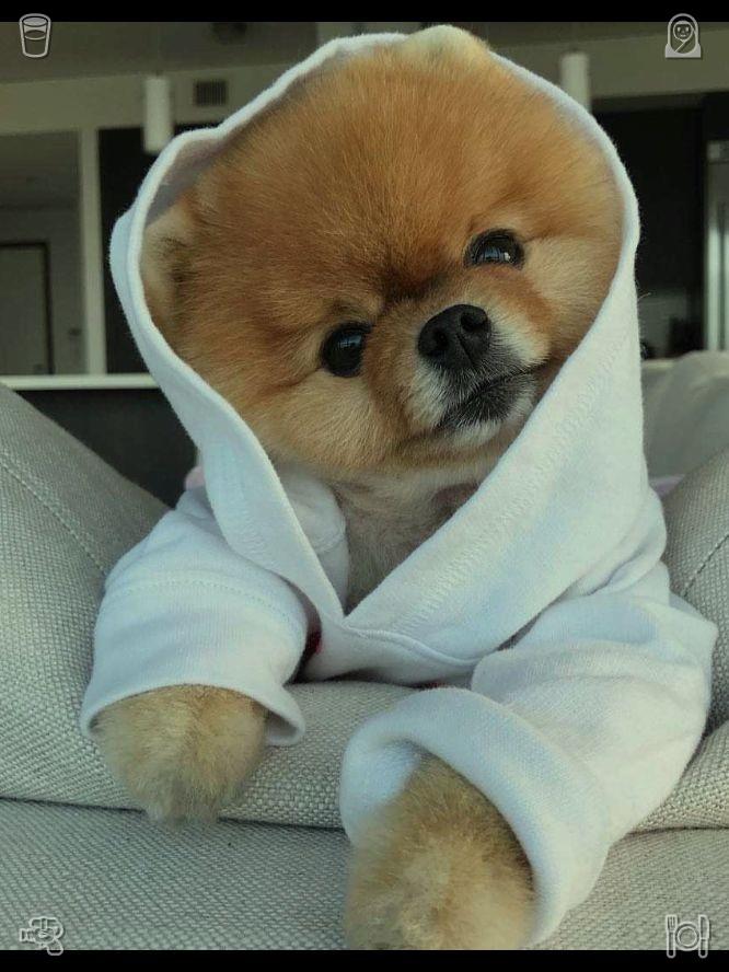 jayree2201's tweet photo. I often experiment with new productivity apps but quickly revert to my old, simple methods. Complex tools cause unnecessary stress, whereas basic, easy routines always work best for me. 💩 Dog Walk The water is cold https://t.co/i2onGeP1Ir