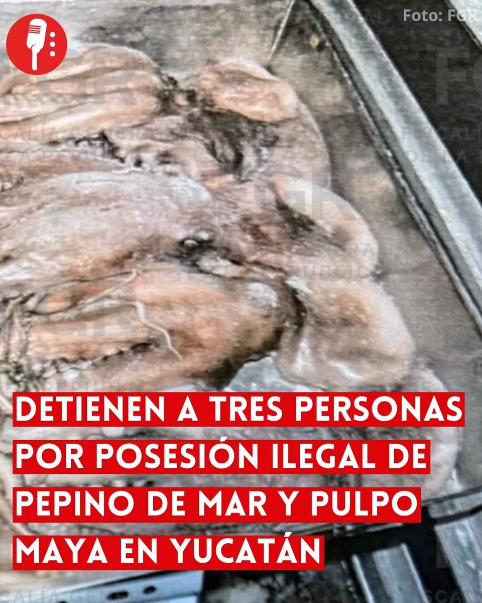 ReporterosMX_'s tweet photo. ⭕ OJO | DETIENEN A TRES PERSONAS POR POSESIÓN ILEGAL DE PEPINO DE MAR Y PULPO MAYA EN YUCATÁN

La Fiscalía General de la República (@FGRMexico) obtuvo la vinculación a proceso de José "N", Gabriel "N" y Gregorio "N" por el delito contra la biodiversidad con fines de comercio, al ser sorprendidos en posesión de pepino de mar y pulpo maya, especies marinas sujetas a protección y en periodo de veda.
https://t.co/QuPaNG4xHL