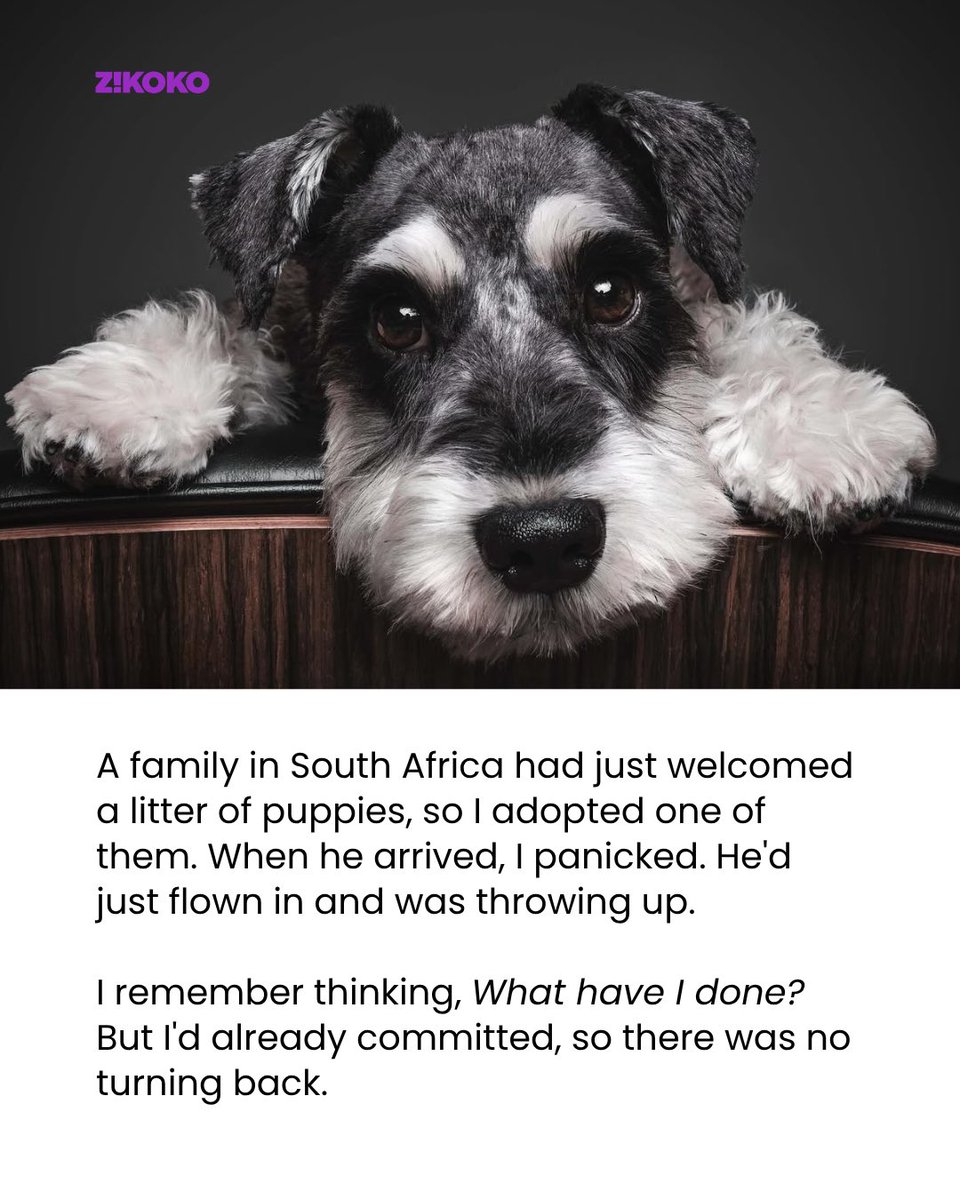 Zikoko_Mag's tweet photo. Most people know Duke as the stylish dog who appears alongside content creator @OgaDuke (Oreoluwa Osoba) in viral videos. https://t.co/ECD3gtu5Vd