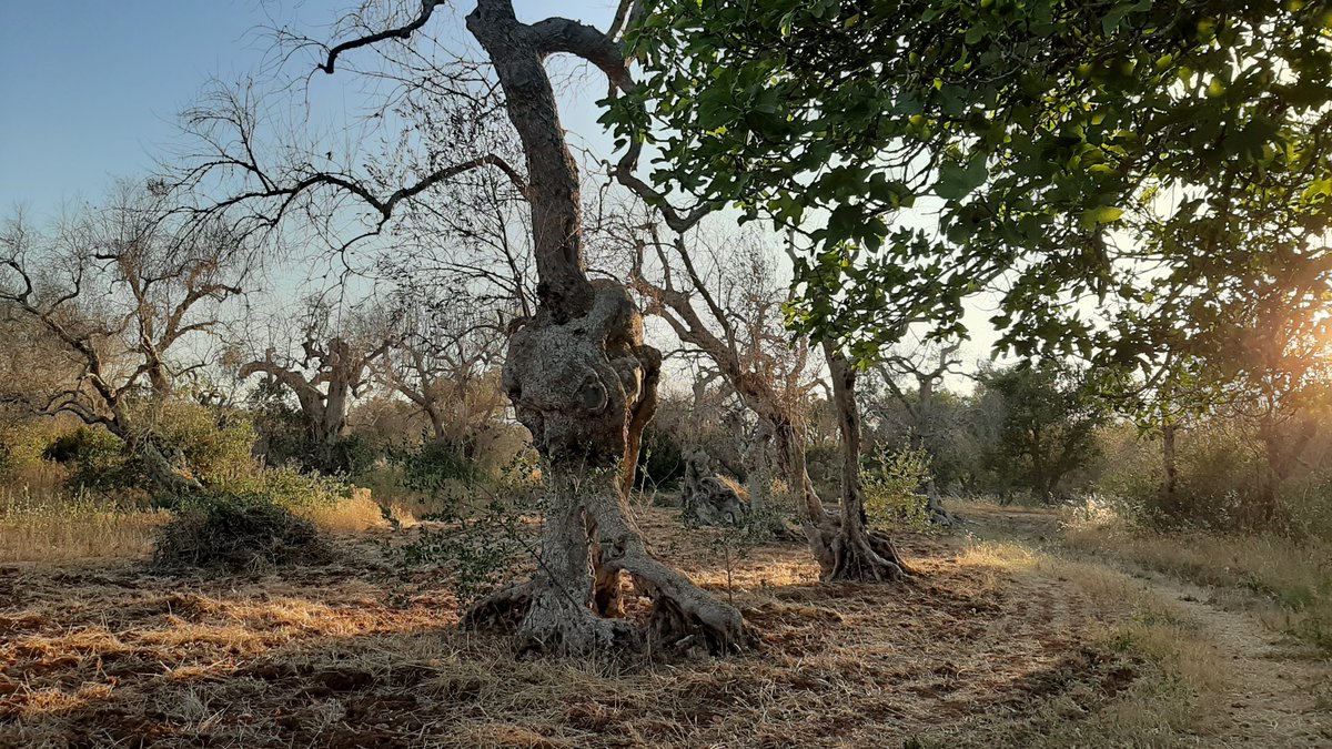 Tluigi15's tweet photo. @EspositoClint @lucianocapone @ricpuglisi Vero!
Prima della #Xylella e dopo... https://t.co/X9aJ8aEruA