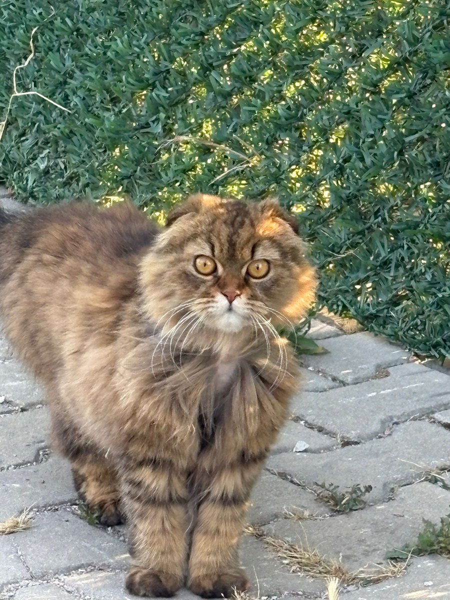 nilgunnyy's tweet photo. Nolur yuva bulalım şu çocuğa nasıl garip  bakıyor kıyamam😔😔😔😔 https://t.co/t33YtGLNtn