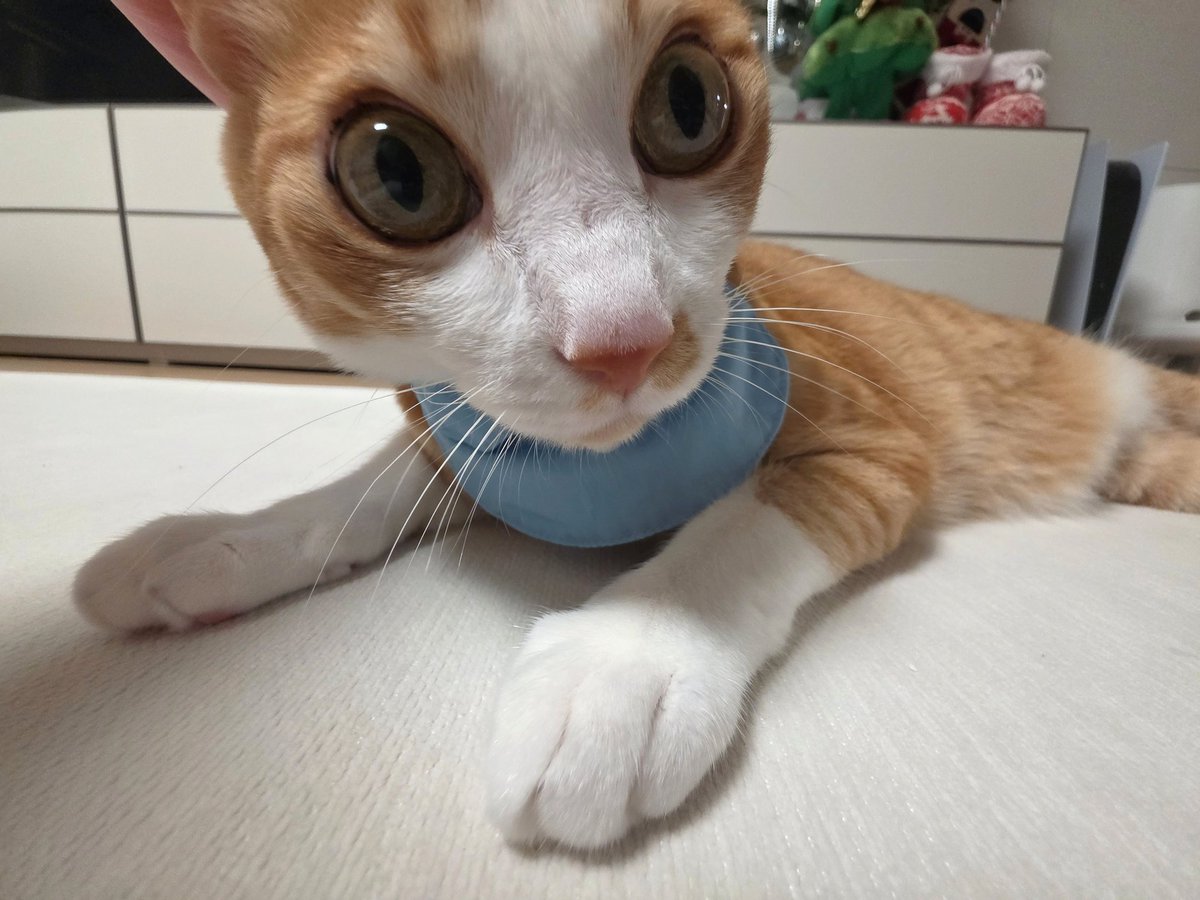 kimodeng0314's tweet photo. 스카프도 있는데 절 죽이려해서 뺐어요... https://t.co/n9UoujOqXK