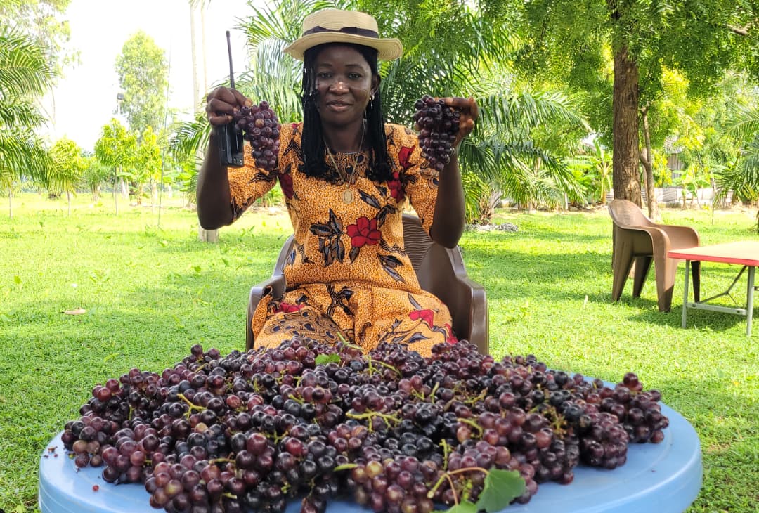 whereinnasarawa's tweet photo. Cultivated right here in Ga'ate, Kokona LGA, Nasarawa State. @NFGCSFarmEstate is proving that world-class grapes can be grown in Nasarawa.
This foundation harvest is a glimpse of what's to come, with full commercial production set for 2027.
#NFGCSFarmEstate
#whereinnasarawa https://t.co/Yzec3HdrKR