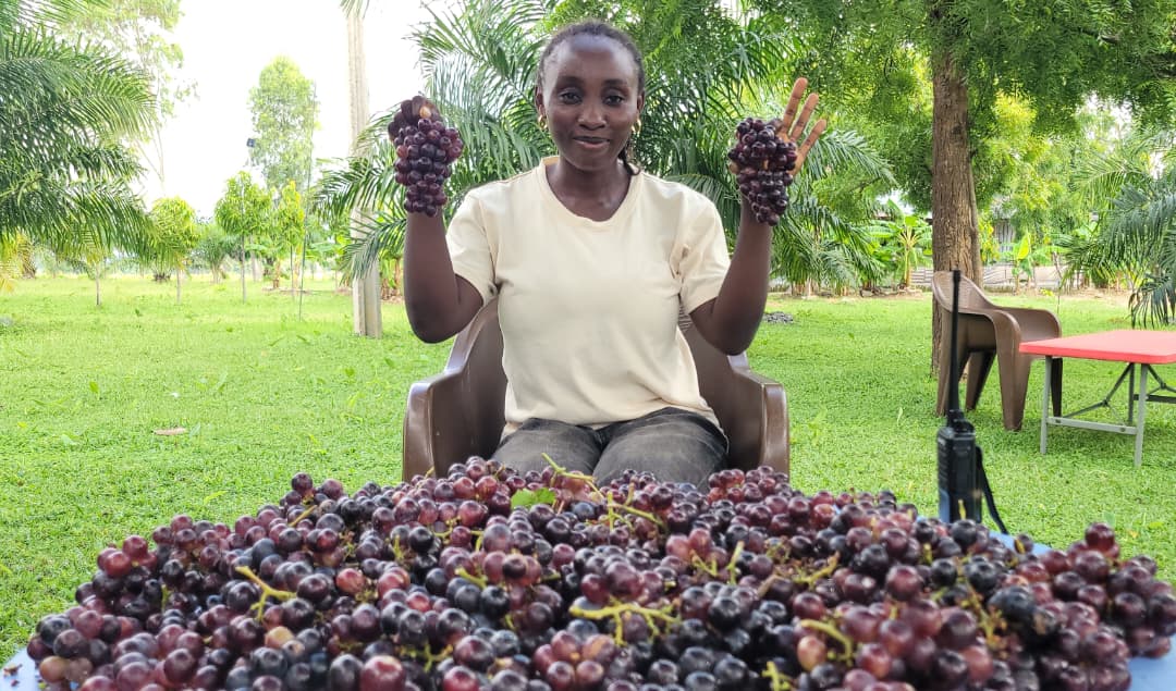whereinnasarawa's tweet photo. Cultivated right here in Ga'ate, Kokona LGA, Nasarawa State. @NFGCSFarmEstate is proving that world-class grapes can be grown in Nasarawa.
This foundation harvest is a glimpse of what's to come, with full commercial production set for 2027.
#NFGCSFarmEstate
#whereinnasarawa https://t.co/Yzec3HdrKR