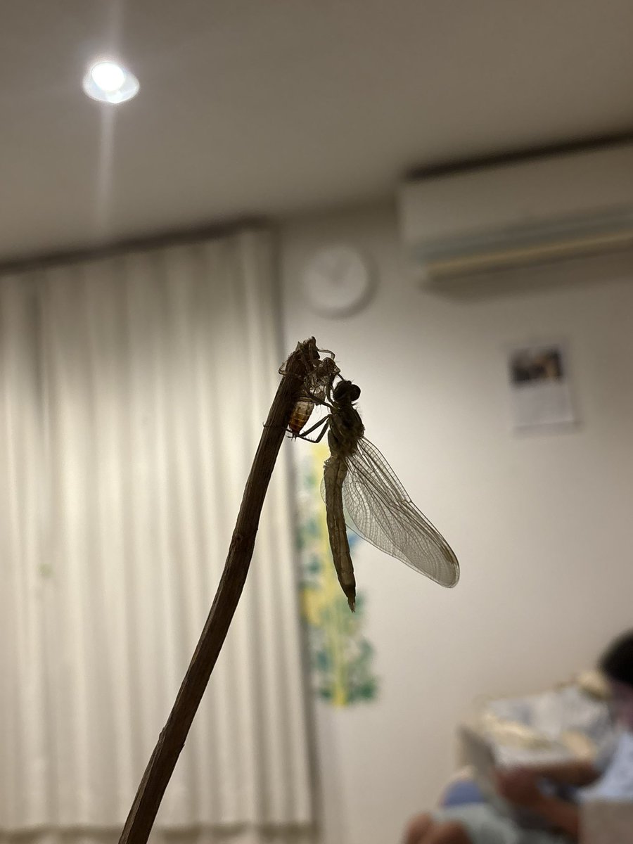c___i___b's tweet photo. 形はしっかりトンボになった！
未だ飛ぶ様子はみえず身体を乾かしている模様。安堵したし眠いのでそろそろ寝るか。 https://t.co/myKp5hc3pU