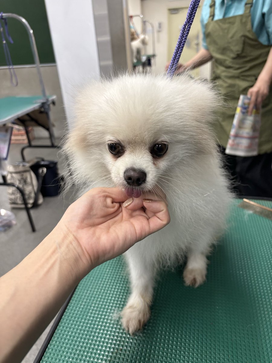 TKBK2's tweet photo. 初めて噛まれかけた。笑 https://t.co/BQrK9QkPgM