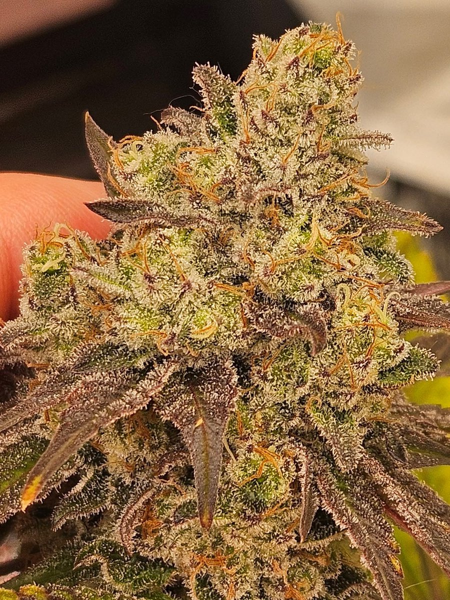 kindbreeder's tweet photo. Meal Team Six grown by: Chris Duffield
Only 5 packs of MT6 F1 Photo Regs left in stock. MT6 #33 S1 Fem and MT6 F2 Fems drop September 1st on Strainly (@JoinStrainly). Only from Kind'z Geneticz #KindzArmy https://t.co/nql9Y1arJC