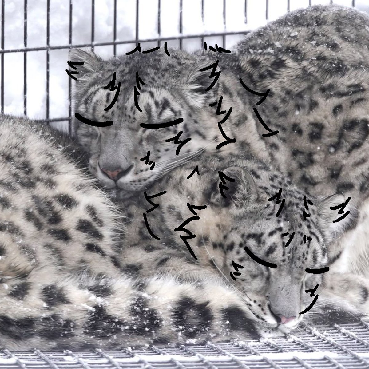 thecatidk's tweet photo. Just ignore us. Me and my boyfriend are cuddling #snowleopard #animal #art #gay https://t.co/EJCEISC0ru