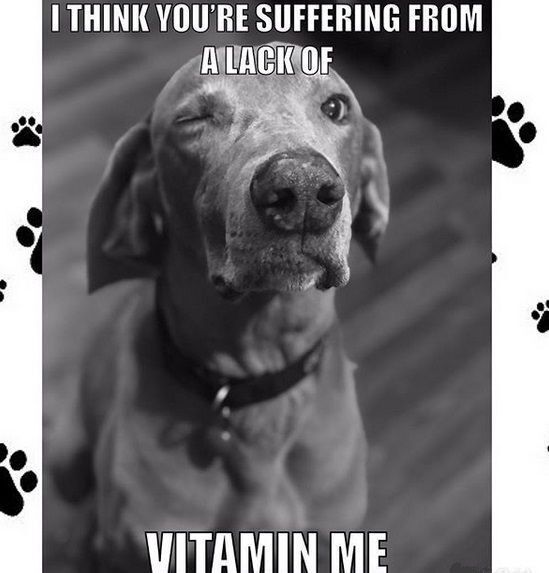 ShadowDogDesign's tweet photo. I think you're suffering from a lack of Vitamin Me. 🐾 🐾
#Dog #Dogs #VitaminMe #BestFriend #GoodDog #FaithfulFriend #LoveDogs #DogsAreLove https://t.co/cHgww090PZ