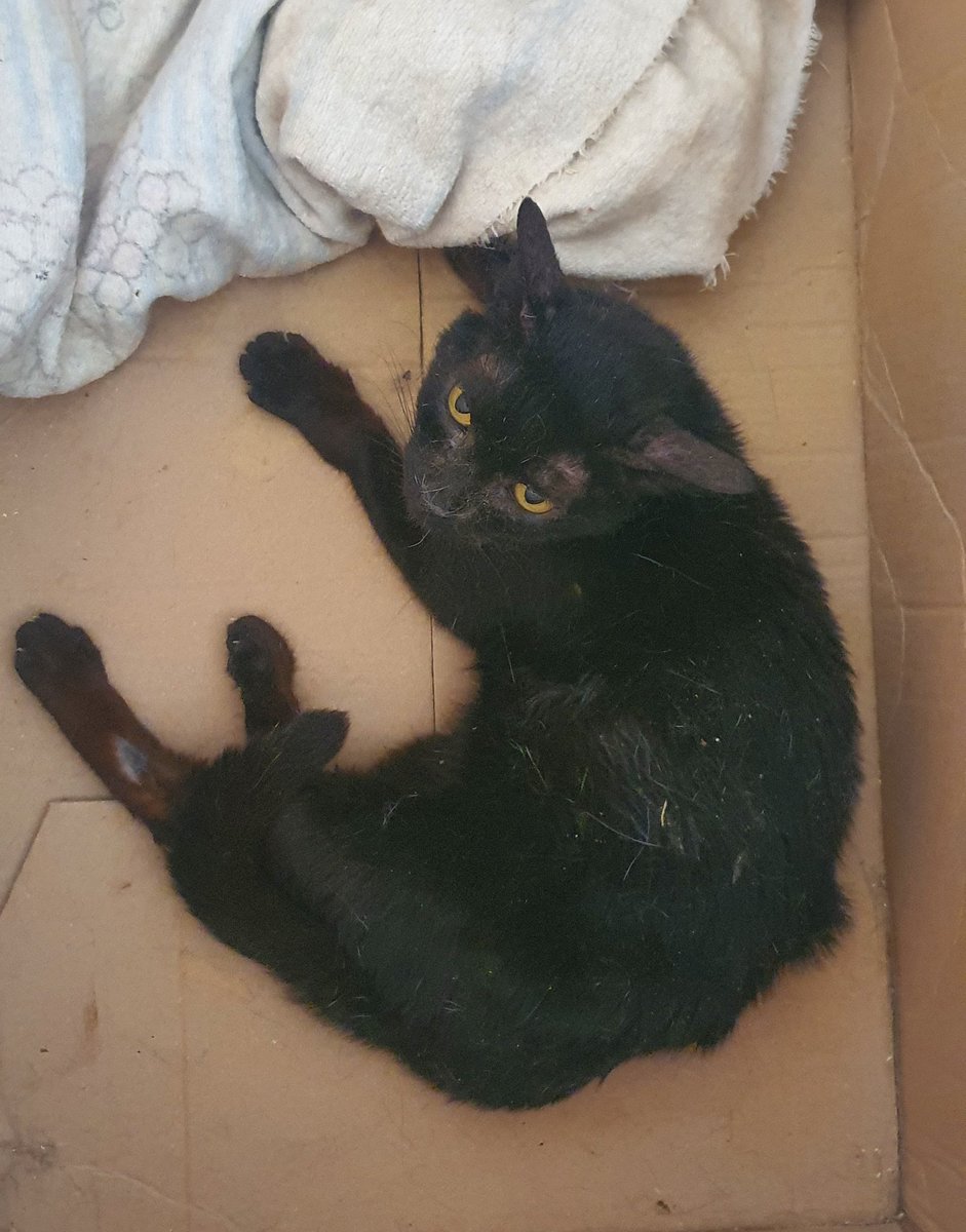 ClubGomminiDOro's tweet photo. Carmelina non si vedeva da tre giorni. Cercata ovunque. Alla fine è stata trovata dietro una siepe. Non so se sia stata picchiata, investita o se sta semplicemente male. L'ho recuperata ed ora è dal vet. 
Incrociate le dita insieme a me.
#1luglio2026
#gatta https://t.co/xxdy6dkrmC