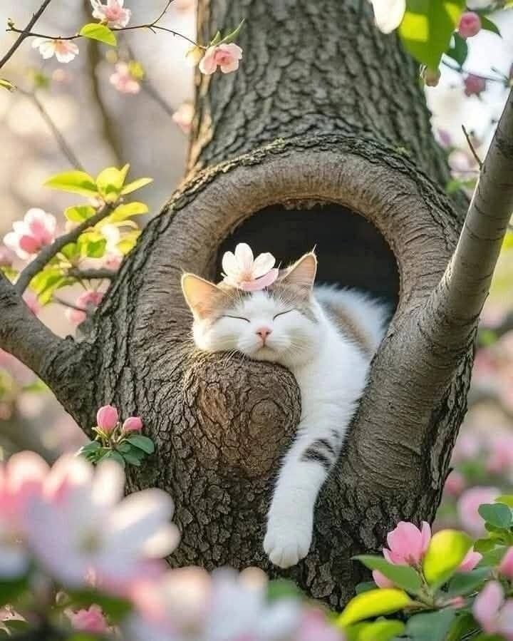 DailyCatsX's tweet photo. https://t.co/fG22KQWNsk