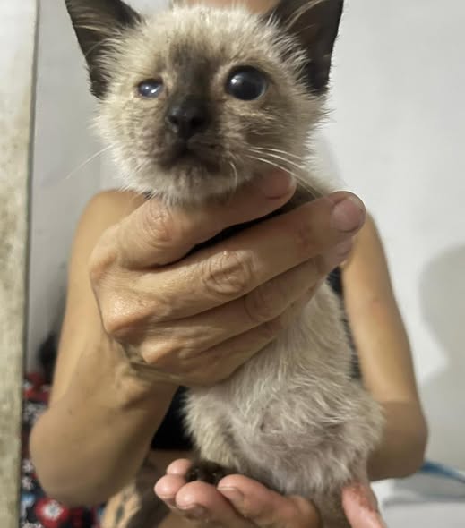 A64029345's tweet photo. bb NECESITA AYUDA un chamo infeliz le estaba cayendo a piedra y creo que le lastimó el ojo, no me lo puedo quedar 04122040175
De veras no lo puedo tener, pero no lo podía dejar allí la sra que me avisó estaba temblando me dijo que se lo quito..  CASO DE TERCEROS https://t.co/xujqTdXDlX