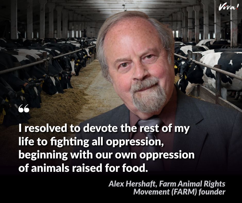 vivacampaigns's tweet photo. Happy birthday to Alex Hershaft who turns 92 today! Alex is a Holocaust survivor who, fifty years ago, founded Farm Animal Rights Movement (FARM) - one of the first organisations in the United States dedicated to ending the use of animals for food. 🙌 💚 https://t.co/iJcjv4WE7L