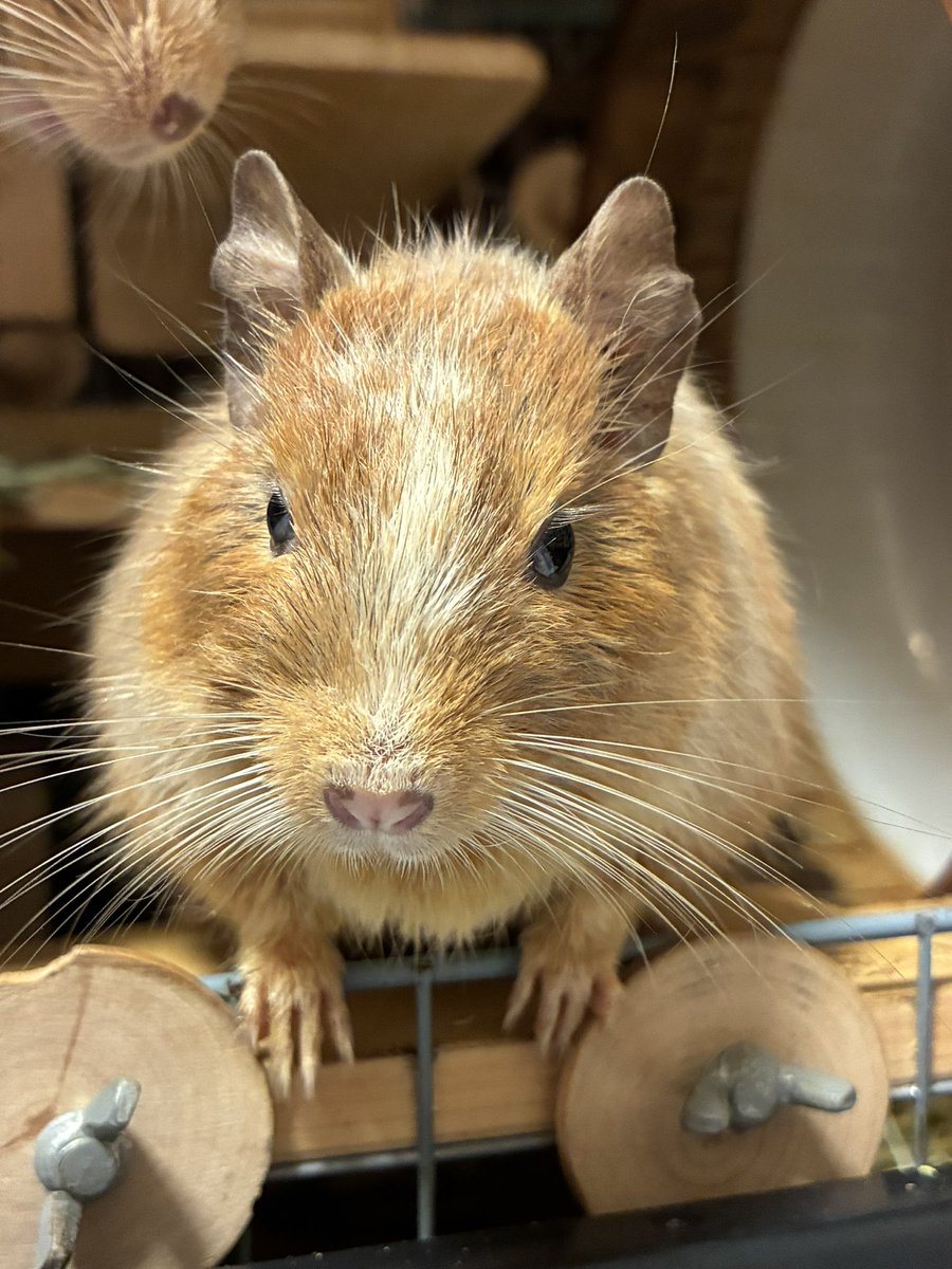 tartepanda's tweet photo. 少しぼーっとしてるモカ姉(きなこ姉さんの鼻が映り込んでる)
きなこ姉さんに毛繕い中のモカ姉☺️(きなこ姉さん、変な角度になって口元が…) https://t.co/QorVjGZoz7