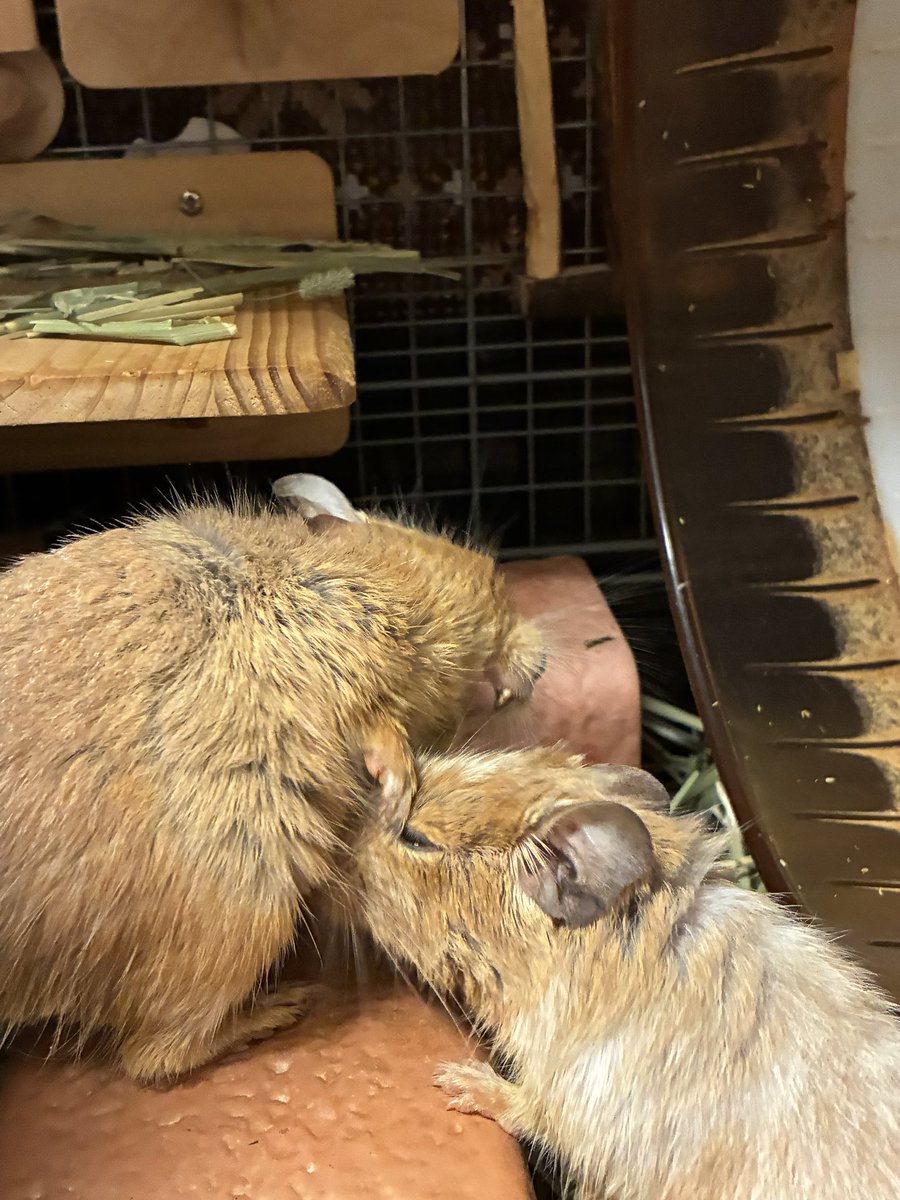 tartepanda's tweet photo. 少しぼーっとしてるモカ姉(きなこ姉さんの鼻が映り込んでる)
きなこ姉さんに毛繕い中のモカ姉☺️(きなこ姉さん、変な角度になって口元が…) https://t.co/QorVjGZoz7