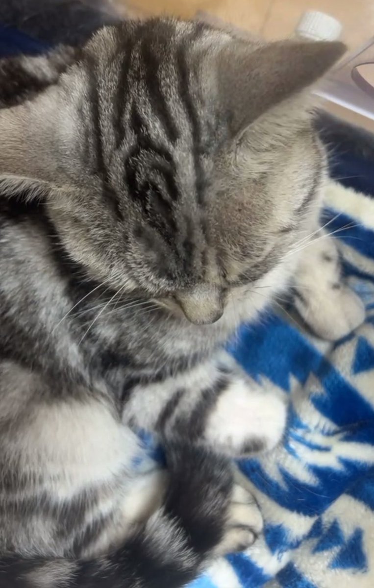 【兵庫県・神戸】猫の輸血ドナーを探しています tweet media