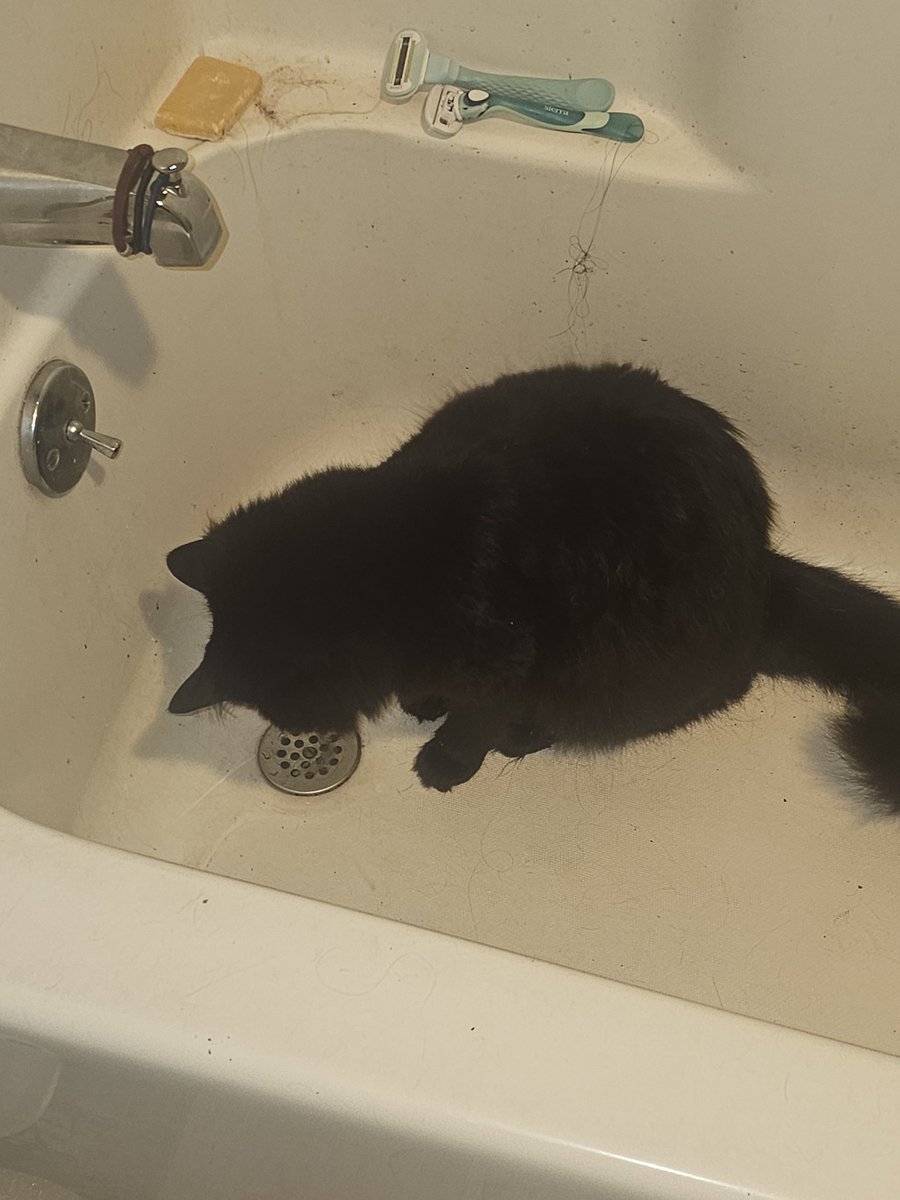 Lvivoa's tweet photo. @brolaz0 AW OMG THIS MAKES ME MISS MY BLACK KITTY HES AT MY HOUSE RN https://t.co/NsQLunpAlz