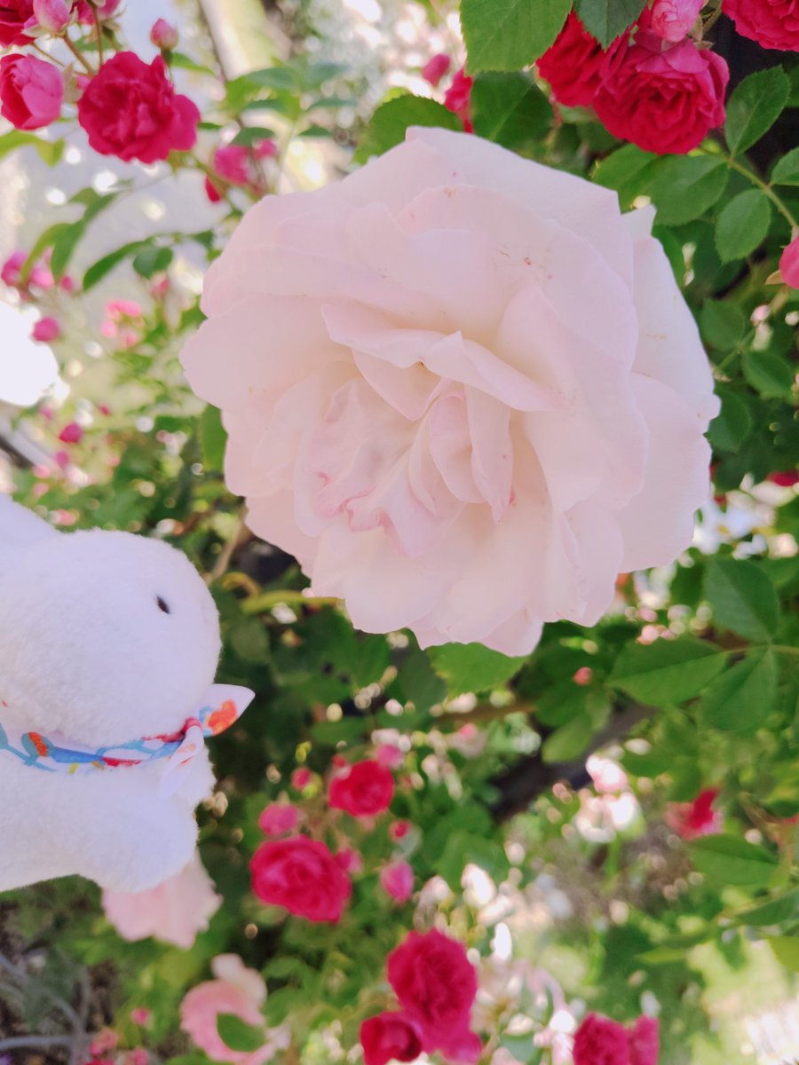 arinko_ark's tweet photo. ハウステンボスの思い出。うさ編。
お通販で我が家へ来てくれたうさ。なので今回ハウステンボスにどうしても連れてってあげたくて……満喫してもらいました☺️
首のスカーフは友達に巻いて貰ったアラマトーキョーさんのガチャ産☺️ https://t.co/Fwi4tFT2M9
