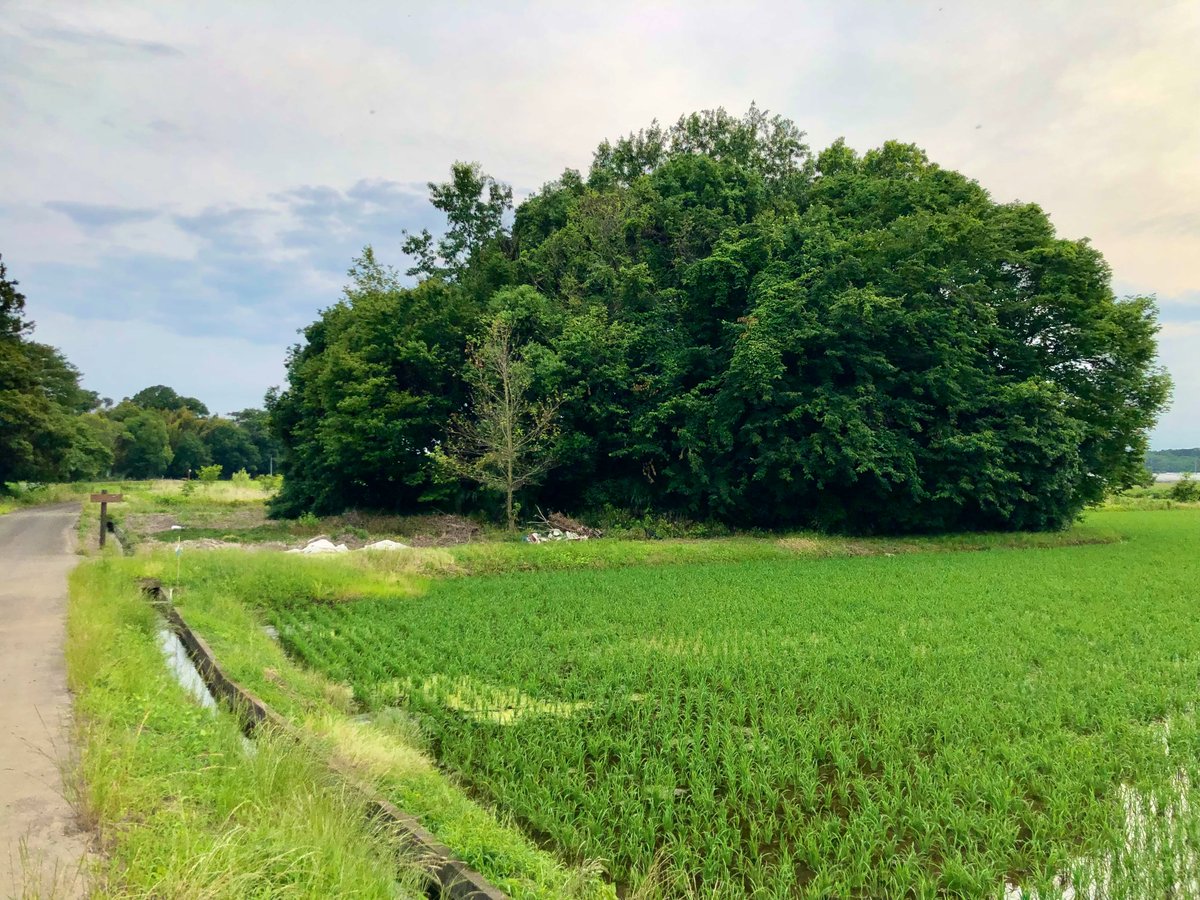 Haru_GIOIRE's tweet photo. 続いては鹿古墳群・庚申塚古墳を訪問。

真岡市指定史跡に指定されている直径約20m・高さ約4.5mの円墳で、天神山古墳の南側に位置しています。

6世紀頃に築かれたとされる横穴式石室を備えていましたが、大正元年の調査後に石材は売却され、現在は墳丘のみが残されています。

#庚申塚古墳 https://t.co/ya0kJc5o7K