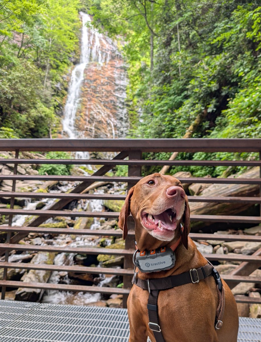 IntrepidPup's tweet photo. ๐ 160 stairs up a steep woodland trail led Yonder to today's amazing #WITWW view of this 120-foot waterfall--one of the tallest and most spectacular in the southern Appalachians. Where was Yonder? Drop a guess; we'll return at 5pm with the photo reveal.
#vizsla #bringfido https://t.co/P0qT2MLfQ4