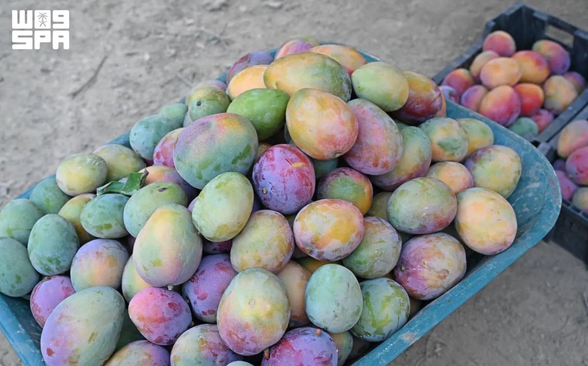 Saudi_Gazette's tweet photo. Artificial intelligence helped Haswah Mango Farm in Rijal Alma increase the flowering rate of most of its mango trees to more than 98 percent in 2026, highlighting the growing role of smart farming technologies in Saudi Arabia.

https://t.co/5WCbqbFI49 https://t.co/LJxCLY7Bm6