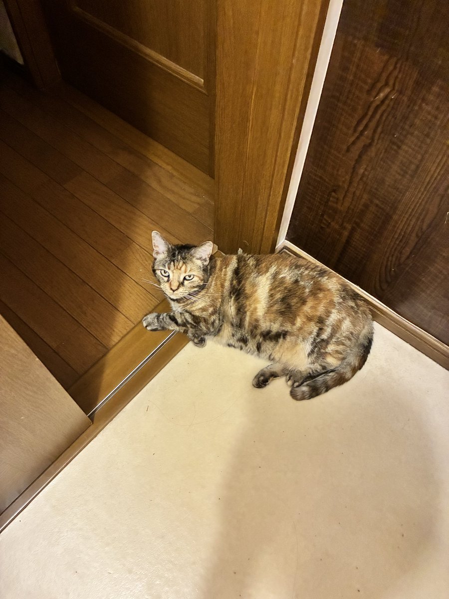 chakohakulog's tweet photo. 飼い主が風呂から出るのを待っててくれる。 https://t.co/DSHJx18Wab