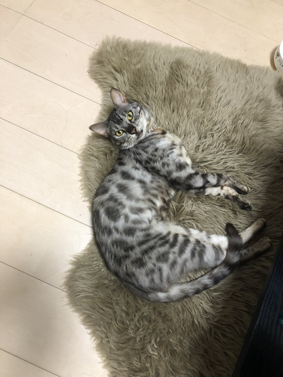 pro_025's tweet photo. @7216_2nd うちの子達です〜！
元気出してくださいね〜😭 https://t.co/OIJGeb6t6J